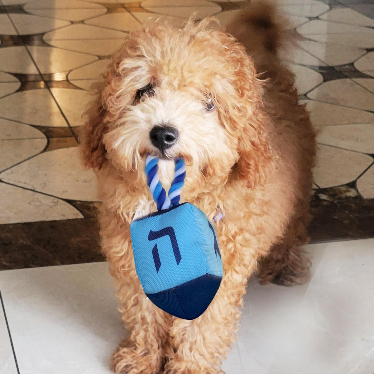 "Chewdaica" Dreidel Squeaky Dog Toy With Rope