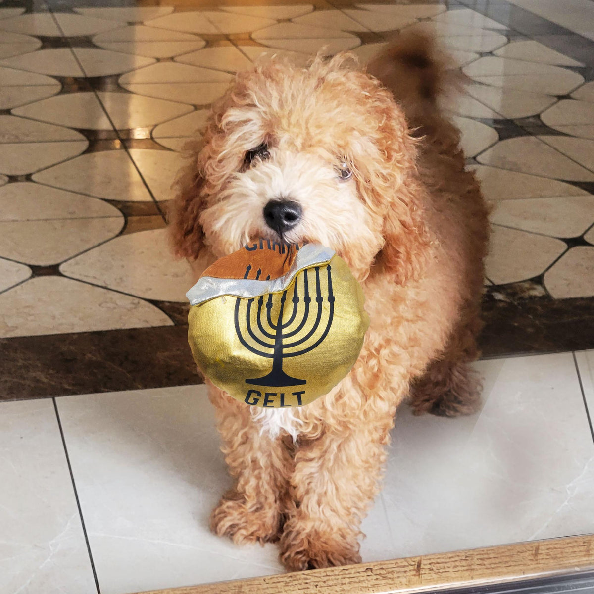 "Chewdaica"™ Chanukah Gelt, Dog Toy Plush,Crinkle Paper