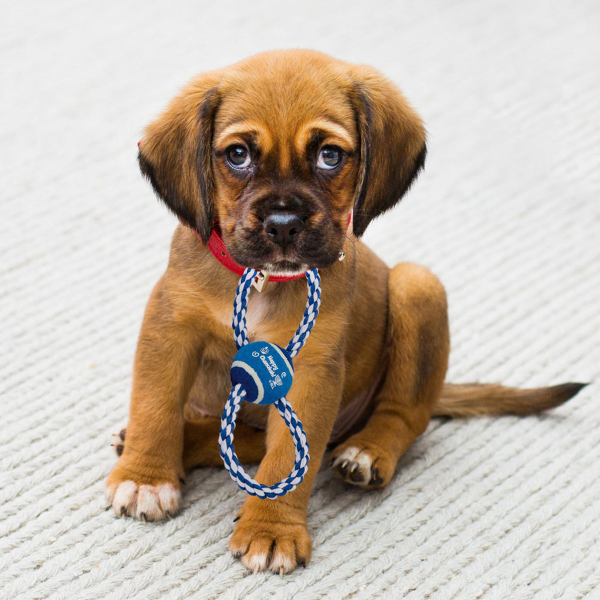 Chewdaica™ Chanukah Rope Dog Toy